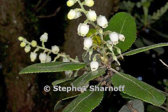 comarostaphylos diversifolia var planifolia 1 graphic